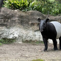 從動物園到休閒農場 展演動物的福利、管理及運輸難題