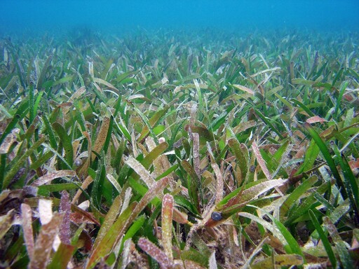 海草、海藻差很大！ 台灣重要的海洋「碳庫」正面臨衰退危機