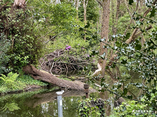 河狸來了 毛茸茸的免費勞工如何成為英國本土景觀大師