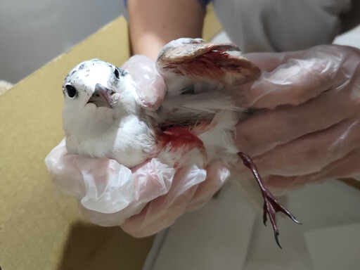 【山陀兒襲台】颱風撿到傷鳥怎麼辦？ 野鳥救援平台收44筆回報、八成在高屏