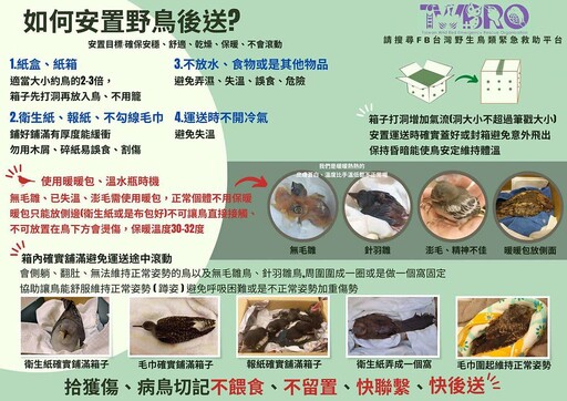 【山陀兒襲台】颱風撿到傷鳥怎麼辦？ 野鳥救援平台收44筆回報、八成在高屏