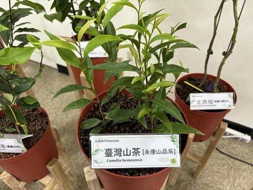 林試所研發三種原生植物檢測方法 為台灣山茶、土肉桂與茶油驗明身份！