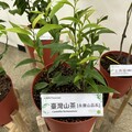 林試所研發三種原生植物檢測方法 為台灣山茶、土肉桂與茶油驗明身份！