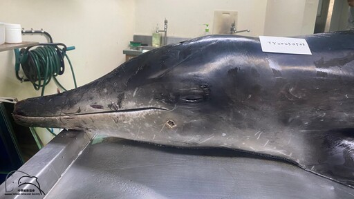 遭槍擊中彈、被離岸風場戒護船追趕——你沒想過的台灣海豚死亡威脅