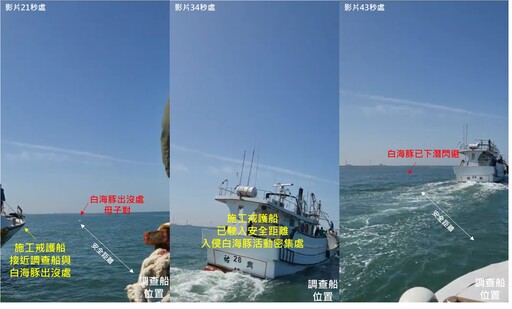 遭槍擊中彈、被離岸風場戒護船追趕——你沒想過的台灣海豚死亡威脅