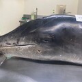 遭槍擊中彈、被離岸風場戒護船追趕——你沒想過的台灣海豚死亡威脅