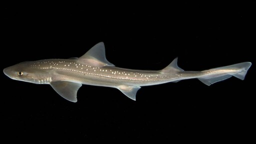 紐西蘭星鯊發出「喀喀」聲! 錄音證實鯊魚會發聲