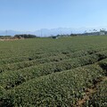 【焚話名間】從開喜婆婆到手搖王國 茶鄉的焚化爐焦慮