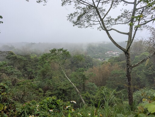 埔里茭白筍要好水 產量占全國八成 掩埋場進駐上游成隱憂