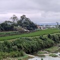 埔里茭白筍要好水 產量占全國八成 掩埋場進駐上游成隱憂