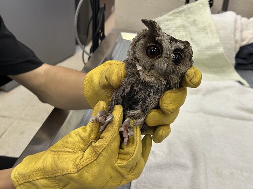 【防鳥變傷鳥？】領角鴞被「防鳥膠」黏住致斷羽、皮膚發炎 喪失飛行覓食能力
