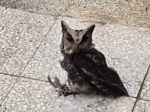 【防鳥變傷鳥?】領角鴞被「防鳥膠」黏住致斷羽、皮膚發炎 喪失飛行覓食能力