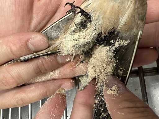 【防鳥變傷鳥?】領角鴞被「防鳥膠」黏住致斷羽、皮膚發炎 喪失飛行覓食能力