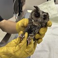【防鳥變傷鳥？】領角鴞被「防鳥膠」黏住致斷羽、皮膚發炎 喪失飛行覓食能力
