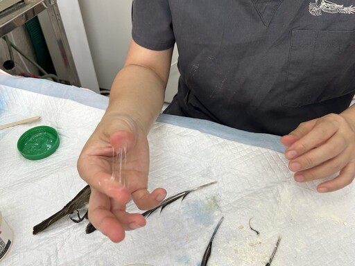 【防鳥變傷鳥?】林保署:防鳥膠無法可管只能「善意提醒」 廠商瑪克斯稱已從電商下架