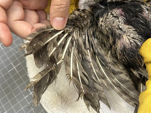 【防鳥變傷鳥?】林保署:防鳥膠無法可管只能「善意提醒」 廠商瑪克斯稱已從電商下架