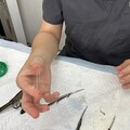 【防鳥變傷鳥？】林保署：防鳥膠無法可管只能「善意提醒」 廠商瑪克斯稱已從電商下架