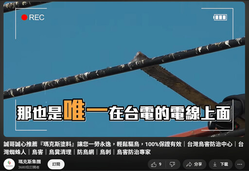 【防鳥變傷鳥?】瑪克斯防鳥膠負責人現身說法:我對鳥沒有恨,只是希望鳥「搬家」