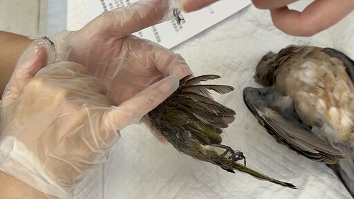 【防鳥變傷鳥?】防鳥膠「好黏!」實測 feat.台灣猛禽研究會
