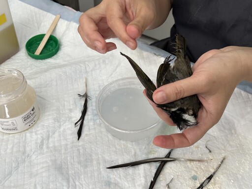 【防鳥變傷鳥?】防鳥膠「好黏!」實測 feat.台灣猛禽研究會