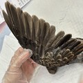 【防鳥變傷鳥？】防鳥膠「好黏！」實測 feat.台灣猛禽研究會