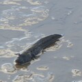 佐賀鄉土美味恐成絕響 IUCN將九州大彈塗魚列為「易危」