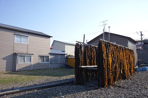 北海道昆布產量創新低 企業出招搶救「高湯的靈魂」
