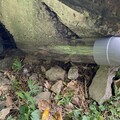 水管引導綠島陸蟹媽媽過馬路 生多所防路殺研究登國際期刊