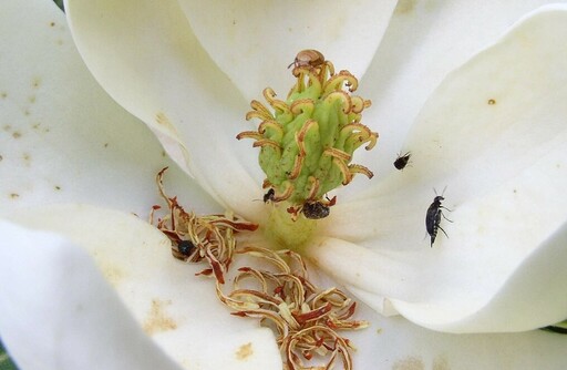 蝴蝶蜜蜂不去的暗處 甲蟲、蟑螂、蚊子為植物授粉