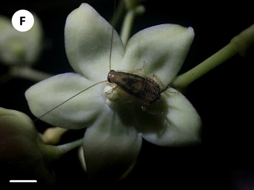 蝴蝶蜜蜂不去的暗處 甲蟲、蟑螂、蚊子為植物授粉