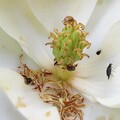 蝴蝶蜜蜂不去的暗處 甲蟲、蟑螂、蚊子為植物授粉