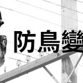 【防鳥變傷鳥？】防鳥膠有多黏、廠商怎麼說 3分鐘影片一次看懂