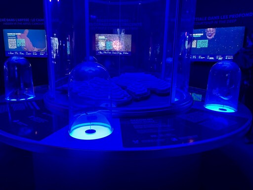 「比預期的更好」 尼斯海洋大會成果:公海條約有望成真、多國擴大海洋保護區