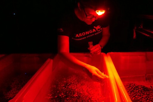 冰凍諾亞方舟守護大堡礁 試管珊瑚寶寶回歸海洋