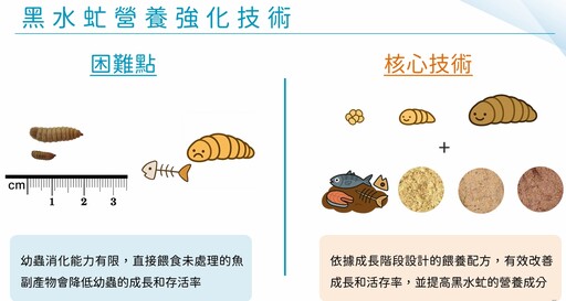 水試所用蟲取代魚粉 黑水虻「不吃素」更營養