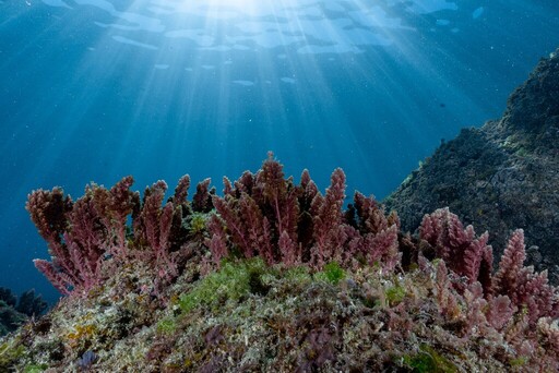 神奇海藻「海門冬」可減少牛羊99%甲烷排放 水試所首創人工量產技術
