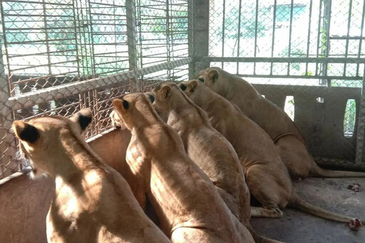 黑幫、網紅養獅子當寵物炫耀 助長泰國成繁殖買賣轉運站