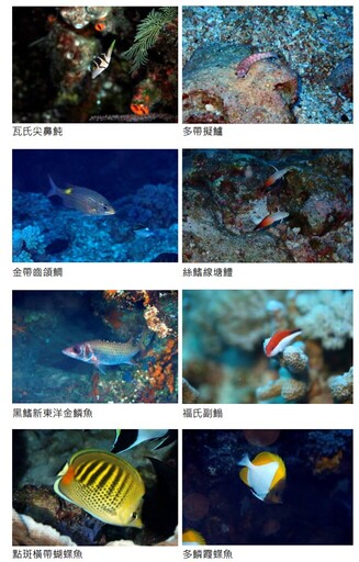綠島朝日園區重新招商 開發基地有哪些保育類物種? 污水處理跟得上嗎?