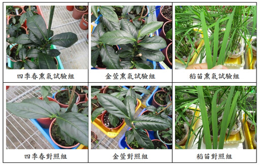 名間焚化爐月底將環評 環說書研究焚化廠對周邊茶園影響