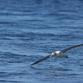 海鳥：終生漂泊大海只有繁殖期登陸 認識台灣三種信天翁