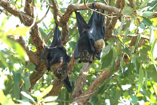 猴子掉落、貽貝燙熟 高溫超過動物耐熱極限導致大規模傷亡