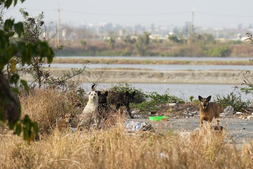 遊蕩動物禁餵了嗎？ 盤點國家公園、濕地、國有林的規定