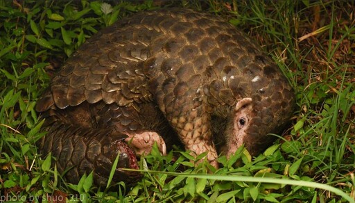 禁餵遊蕩犬貓、餵食者須負飼主責任——為何他們在一片爭議聲中堅持提案？