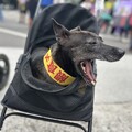 動保團體農業部前抗議喊「餵食無罪」 野保團體︰政策應回歸科學和事實