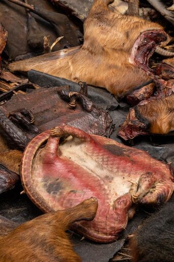 鱗片走私、肉品成野味攤的「文化美食」 穿山甲在西非的多重危機