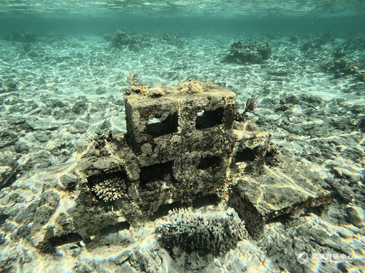 種珊瑚不該只是打卡活動！ 海洋專家警告錯誤復育變漂綠