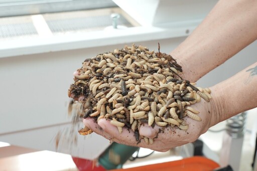 DIY消化廚餘 居家堆肥、廚餘機、超夯黑水虻⋯讓專家告訴你該注意什麼