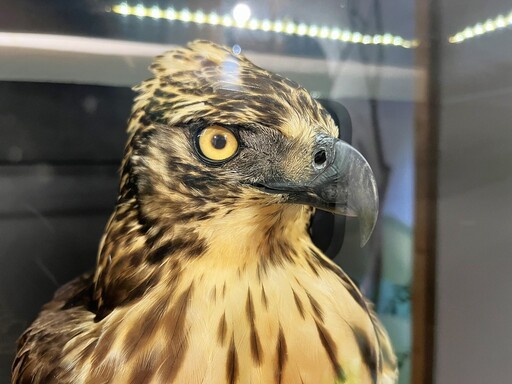 神秘的山林之王、獵物提重挑戰 《尋・閃現長空的白羽－熊鷹》特展揭幕