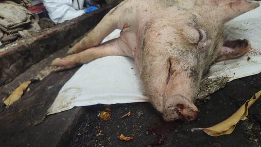 豬肉運輸屠宰解禁、地方局處長免職 非洲豬瘟案件六大未解問題