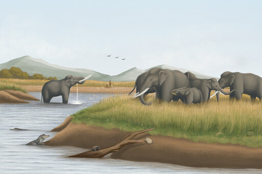 古巨象牙齒揭露萬年秘密 台灣海峽在冰河期曾為草原